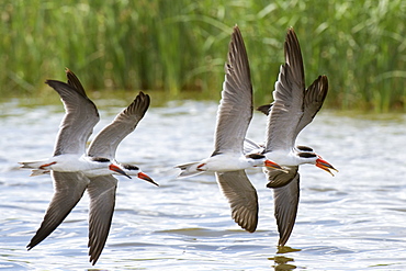 African skimmers (Rynchops flavirostris) in flight over Lake Gipe, Tsavo, Kenya, East Africa, Africa