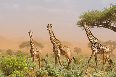 Three Maasai giraffes (Giraffa camelopardalis tippelskirchi), in a dust storm, Tsavo, Kenya, East Africa, Africa