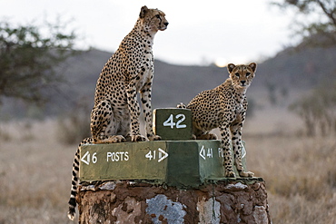 A cheetah (Acinonyx jubatus) and her young surveying the savannah at dusk, Tsavo, Kenya, East Africa, Africa