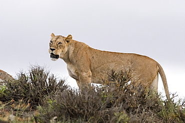 A lioness (Panthera leo) standing on a kopje known as Lion Rock in Lualenyi reserve, Tsavo, Kenya, East Africa, Africa