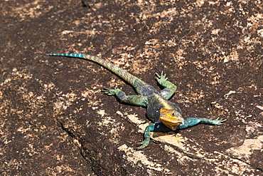 A common agama (Agama agama) on a rock, Tsavo, Kenya, East Africa, Africa