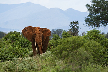 An African elephant (Loxodonta africana) walking in the bush, Tsavo, Kenya, East Africa, Africa