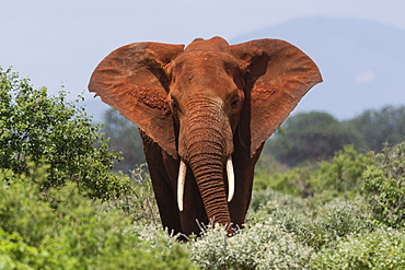 African elephant (Loxodonta africana), Tsavo, Kenya, East Africa, Africa