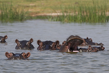 A pod of Hippopotamus (Hippopotamus amphibius), in Lake Gipe, Tsavo, Kenya, East Africa, Africa