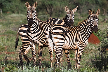 Portrait of three common zebras (Equus quagga) in a green savannah, looking at the camera, Tsavo, Kenya, East Africa, Africa