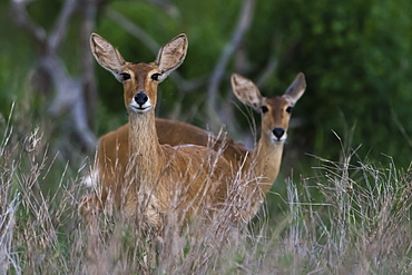 Female impalas (Aepyceros melampus), Tsavo, Kenya, East Africa, Africa