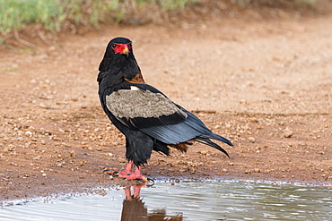 A bateleur eagle (Terathopius ecaudatus) at a water pool, Tsavo, Kenya, East Africa, Africa