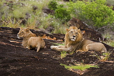 A lion pair (Panthera leo) on a kopje known as Lion Rock in Lualenyi reserve, Tsavo, Kenya, East Africa, Africa