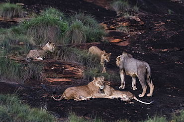 A lion pride (Panthera leo) at dusk on a kopje known as Lion Rock in Lualenyi reserve, Tsavo, Kenya, East Africa, Africa