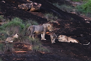 A lion pride (Panthera leo) at dusk on a kopje known as Lion Rock in Lualenyi reserve, Tsavo, Kenya, East Africa, Africa