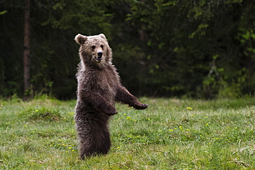 European brown bear (Ursus arctos), Slovenia, Europe