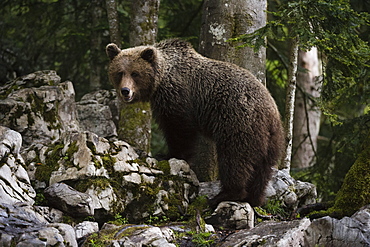 European brown bear (Ursus arctos), Slovenia, Europe