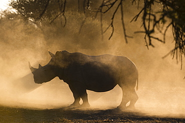 White rhinoceros (Ceratotherium simum), Kalahari, Botswana, Africa