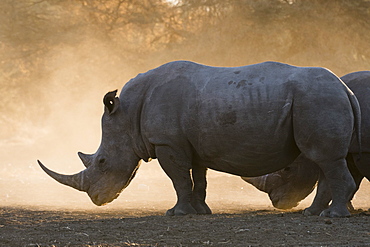 White rhinoceros (Ceratotherium simum), Kalahari, Botswana, Africa