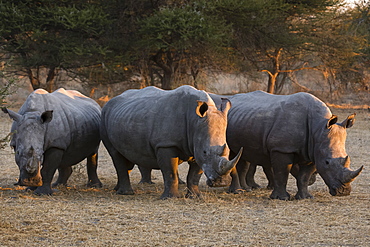 White rhinoceros (Ceratotherium simum), Kalahari, Botswana, Africa