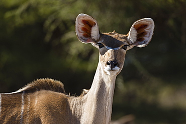 Greater kudu (Tragelaphus strepsiceros), Kalahari, Botswana, Africa