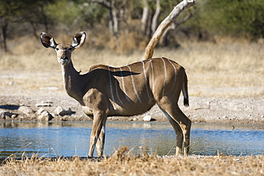 Greater kudu (Tragelaphus strepsiceros), Kalahari, Botswana, Africa