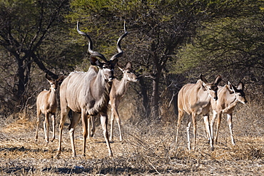 A male greater kudu (Tragelaphus strepsiceros) with its harem of females, Botswana, Africa