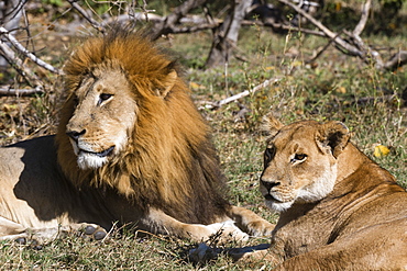 Lion (Panthera leo), Moremi Game Reserve, Okavango Delta, Botswana, Africa