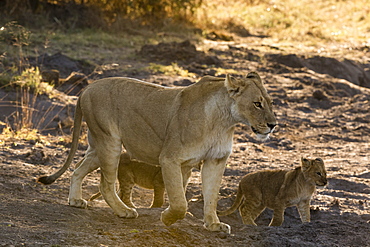 A lioness (Panthera leo) walking with its cubs, Botswana, Africa