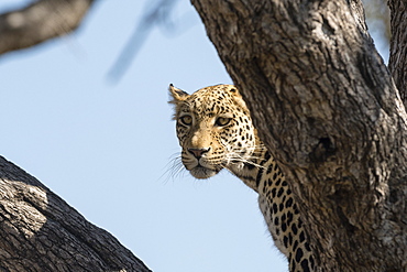 Leopard (Panthera pardus), Khwai Conservation Area, Okavango Delta, Botswana, Africa