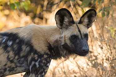 Portrait of an endangered African wild dog (Lycaon pictus), Botswana, Africa