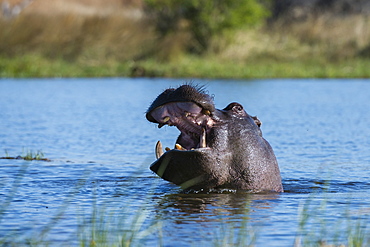 Hippopotamus (Hippopotamus amphibius), Khwai Conservation Area, Okavango Delta, Botswana, Africa