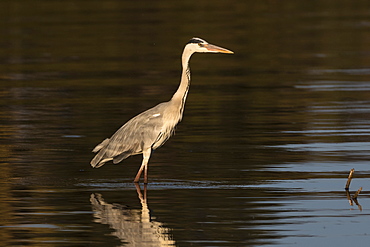 A grey heron (Ardea cinerea) in the River Khwai, Botswana, Africa