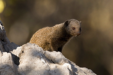 Dwarf mongoose (Helogale parvula), Khwai Conservation Area, Okavango Delta, Botswana, Africa