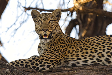 Leoprard (Panthera pardus), Savuti, Chobe National Park, Botswana, Africa