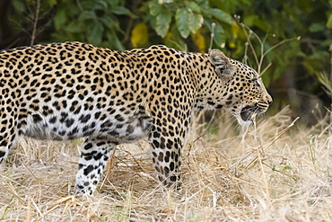 Leoprard (Panthera pardus), Savuti, Chobe National Park, Botswana, Africa