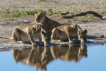 Three lionesses (Panthera leo) at waterhole, Botswana, Africa