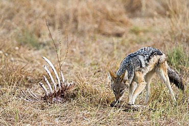 A black-backed jackal (Canis mesomelas) feeding on a carcass, Botswana, Africa