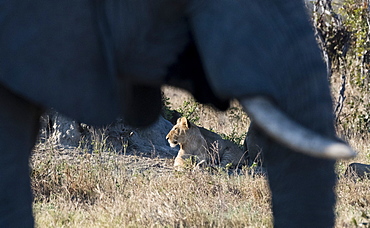 An African elephant (Loxodonta african) walks by a lion pride (Panthera leo), Botswana, Africa