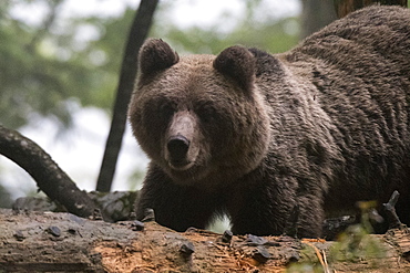 European brown bear (Ursus arctos), Notranjska forest, Slovenia, Europe