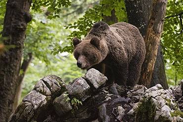 A European brown bear (Ursus arctos) in the Notranjska forest, Slovenia, Europe