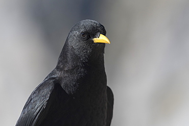 Yellow-billed chough (Pyrrhocorax graculus), Picos de Europa National Park, Cantabria, Spain, Europe