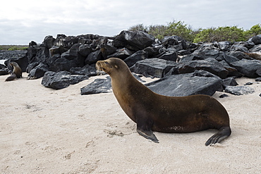 Galapagos Sea Lion (Zalophus californianus wollebaeki), Punta Suarez, Espanola Island, Galapagos Islands, UNESCO World Heritage Site, Ecuador, South America