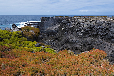 Colorful vegetation on Punta Suarez, Espanola Island, Galapagos Islands, UNESCO World Heritage Site, Ecuador, South America