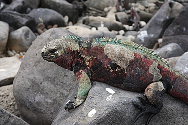 Marine Iguana (Amblyrhynchus cristatus), Punta Suarez, Espanola Island, Galapagos Islands, UNESCO World Heritage Site, Ecuador, South America