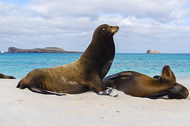 Galapagos sea lions (Zalophus californianus wollebaeki), resting on a sandy beach, Espanola Island, Galapagos Islands, UNESCO World Heritage Site, Ecuador, South America