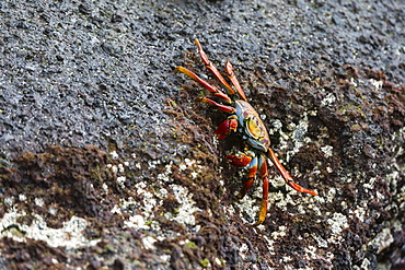 Sally Lightfoot Crab (Grapsus grapsus), Floreana Island, Galapagos Islands, UNESCO World Heritage Site, Ecuador, South America