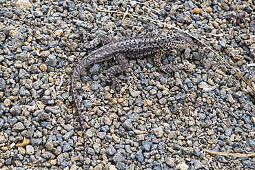 Galapagos Lava Lizard (Microlophus albemarlensis), Floreana Island, Galapagos Islands, UNESCO World Heritage Site, Ecuador, South America