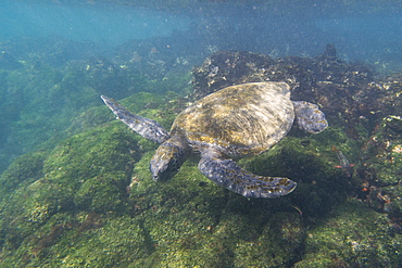 Pacific green sea turtle (Chelonia mydas agassizi), Post Office Bay, Floreana Island, Galapagos Islands, Ecuador, South America