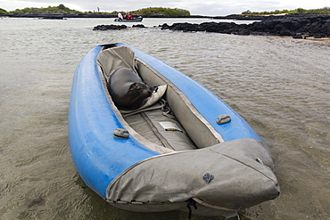 Galapagos Sea Lion (Zalophus californianus wollebaeki), resting on a kayak, Post Office Bay, Floreana Island, Galapagos Islands, UNESCO World Heritage Site, Ecuador, South America