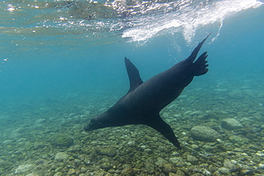 Galapagos sea lions (Zalophus californianus wollebaeki), underwater, Santa Fe Island, Galapagos Islands. Ecuador, South America