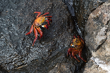 Sally Lightfoot Crab (Grapsus grapsus), South Plaza Island, Galapagos Islands, UNESCO World Heritage Site, Ecuador, South America