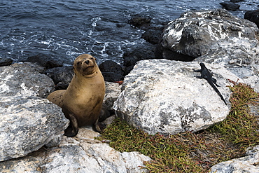 Galapagos sea lion (Zalophus californianus wollebaeki) and marine iguana (Amblyrhynchus cristatu), Galapagos Islands, UNESCO World Heritage Site, Ecuador, South America