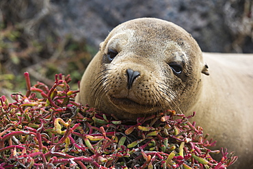 Portrait of a Galapagos sea lion (Zalophus californianus wollebaeki), South Plaza Island, Galapagos Islands, UNESCO World Heritage Site, Ecuador, South America