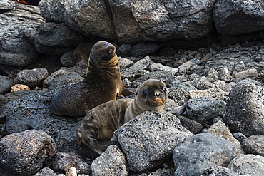 Galapagos Sea Lion (Zalophus californianus wollebaeki), South Plaza Island, Galapagos Islands, UNESCO World Heritage Site, Ecuador, South America